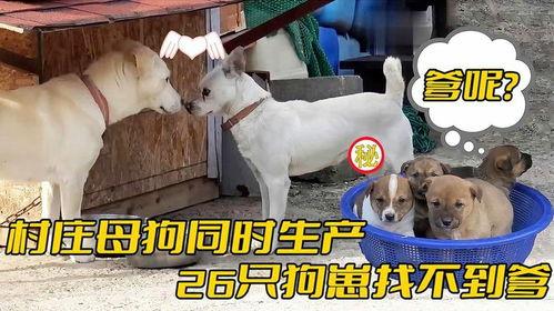 国产母狗,传承与创新中的民族犬种风采